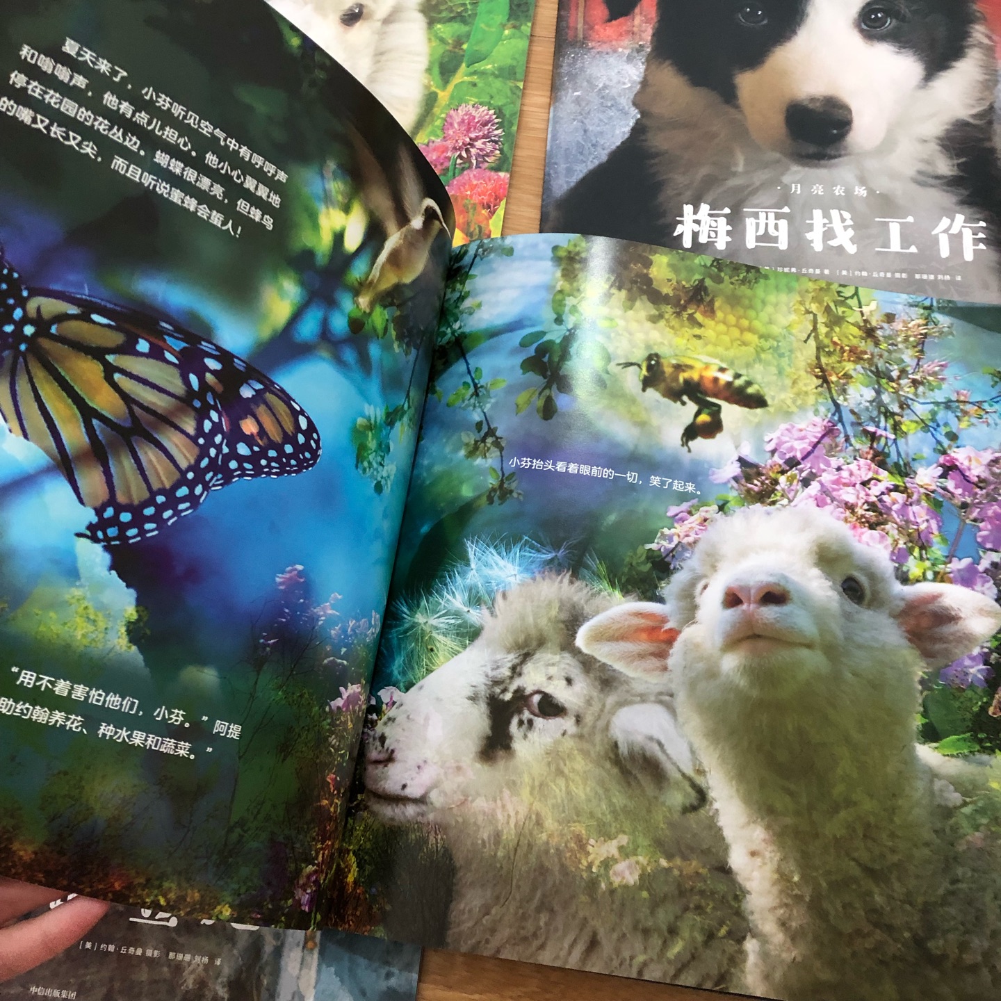 没想到是这么大的一本!比A4纸要大,看中萌萌的动物封面买的,少有的写真画风,每一页画面都非常精美跟看电影似的,孩子非常喜欢!活动30到手非常满意了