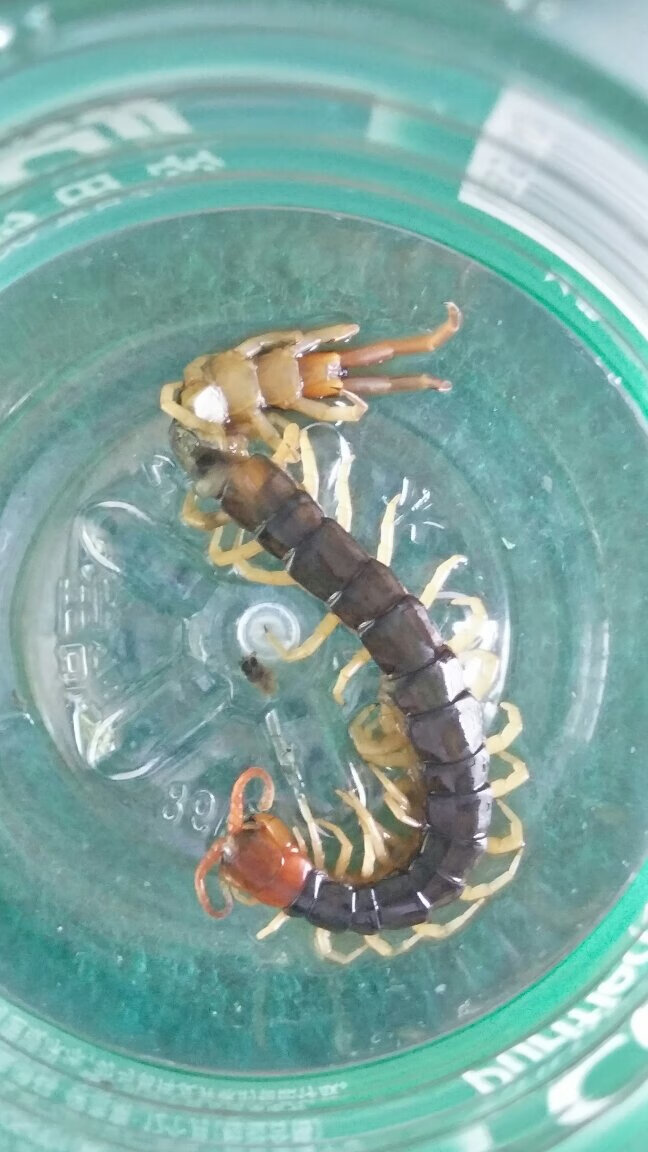 还阔以