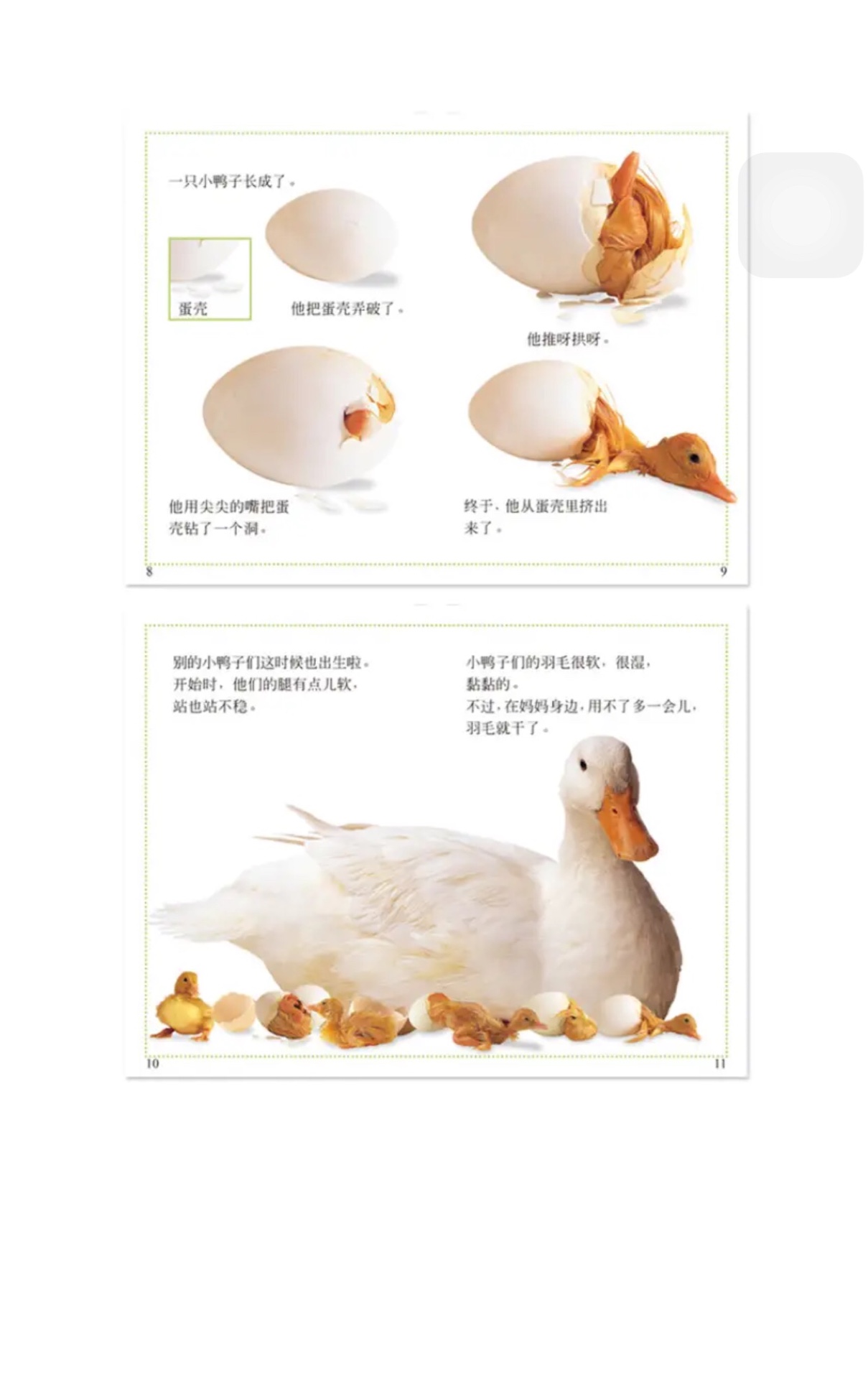dk的书放心,大胆,闭眼入!!除了贵没有其他的缺点。这套书很好,精美的图片,详实的内容,道理娓娓道来!推荐爱购买。我后面要把这套收齐!!啊啊啊啊啊,等着我dk!!