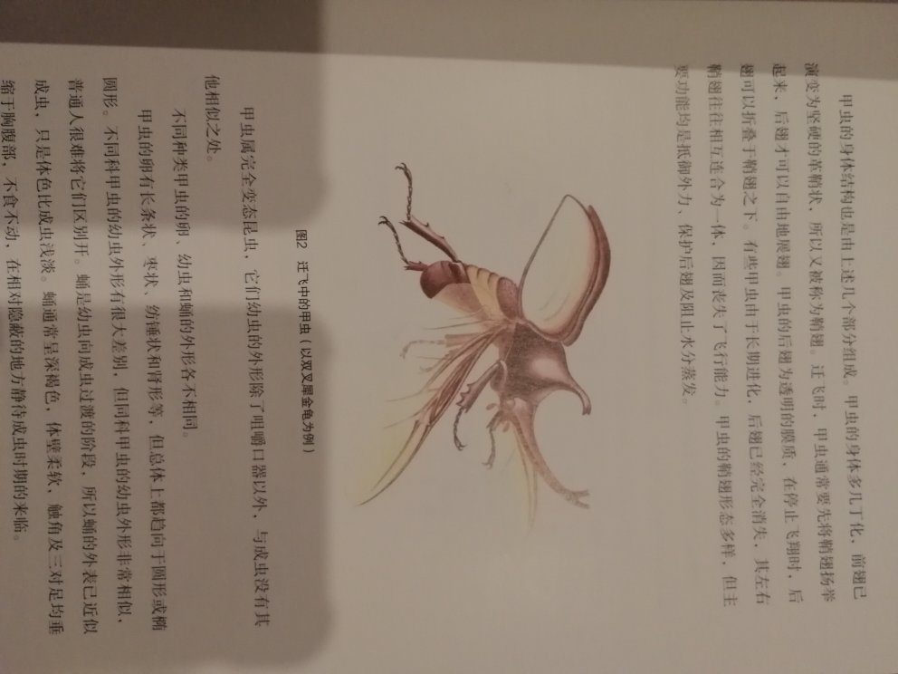 果然印刷精美,图片很漂亮,送小朋友的,希望他能喜欢。原本想买《昆虫记》,版本太多,看到这个评论不错,试着买了,没有失望。