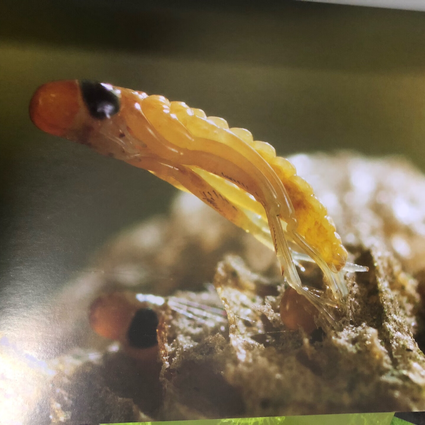 《生命的故事》系列是一套来自日本的著名生物摄影专家献给孩子们的昆虫摄影绘本集,摄影师们经过长期的实地跟踪拍摄,用写真大画面的形式淋漓尽致的展示了可爱的昆虫们产卵——孵化——小生命诞生——生长成熟的整个生长过程。那些栩栩如生的大画面写真图片生动而细致到令人感动。摄影师们或微观近拍、或宏观远景,用独特的视角收藏了小昆虫们生长的每一个精彩的瞬间,生生不息的大自然中生命独特而非凡的闪光点被一一收录。在每一册中,作者都会用忍不住怜爱的语气写道:“长啊长啊,长啊长啊,快快长大吧!”可以说,《生命的故事》揭示了生命之初的惊喜和其动人的生长过程,震撼的写真的图片,简洁而诗意的语言,将艺术欣赏与学习认知的功能融为一体。