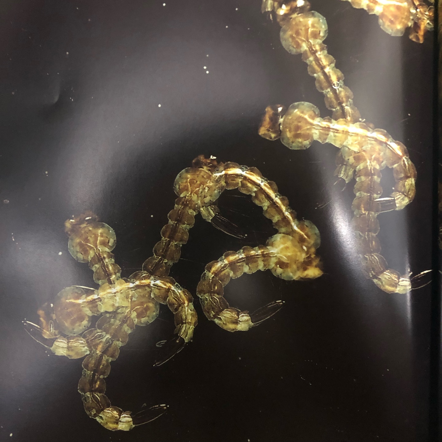 《生命的故事》系列是一套来自日本的著名生物摄影专家献给孩子们的昆虫摄影绘本集,摄影师们经过长期的实地跟踪拍摄,用写真大画面的形式淋漓尽致的展示了可爱的昆虫们产卵——孵化——小生命诞生——生长成熟的整个生长过程。那些栩栩如生的大画面写真图片生动而细致到令人感动。摄影师们或微观近拍、或宏观远景,用独特的视角收藏了小昆虫们生长的每一个精彩的瞬间,生生不息的大自然中生命独特而非凡的闪光点被一一收录。在每一册中,作者都会用忍不住怜爱的语气写道:“长啊长啊,长啊长啊,快快长大吧!”可以说,《生命的故事》揭示了生命之初的惊喜和其动人的生长过程,震撼的写真的图片,简洁而诗意的语言,将艺术欣赏与学习认知的功能融为一体。