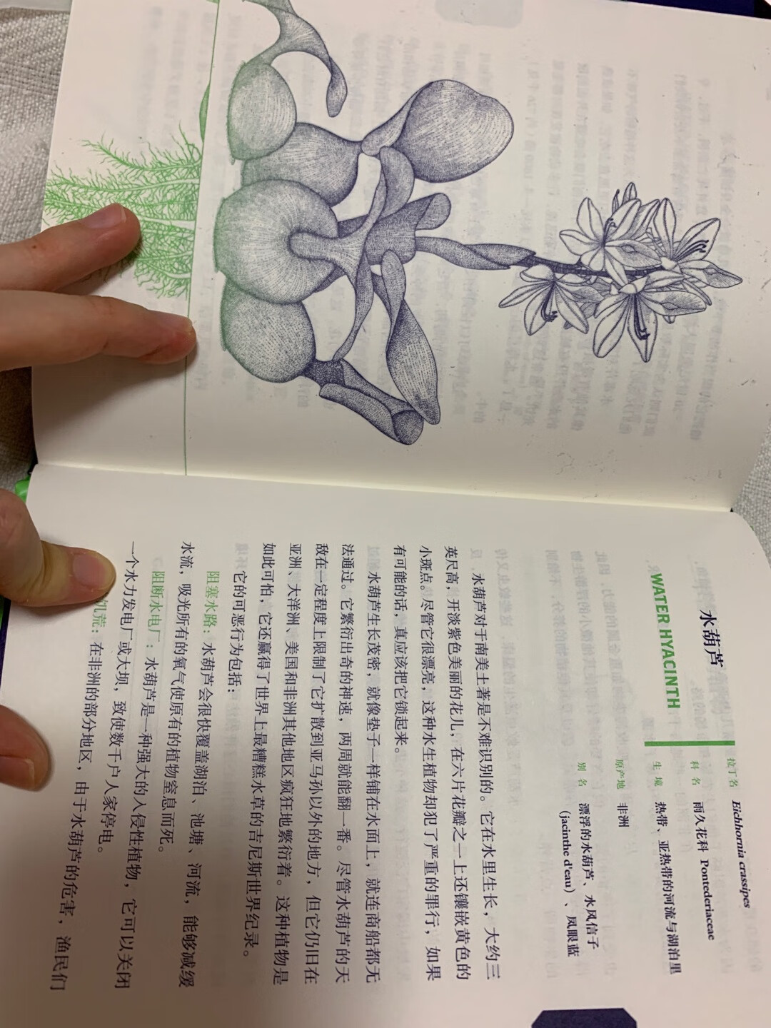 一棵橡树会散射仙有毒汁液,一颗亮红的种子能让心跳骤停,一丛灌木可以引发难忍的疼痛,一株藤蔓可以把你迷倒、乙汁叶子可以诱发骇人的战争。千万别小瞧了植物王国!深不可测的邪恶早已悄悄潜伏。艾米·斯图尔特,我们非常熟悉的作者——《鲜花帝国》《了不起的地下工作者》《醉酒的植物学家》都来自她!这一次,她历数全世界数干种植物中那些让人着迷却又邪恶异常的植物,将它们以从A到Z的顺序,按照不同的。邪恶属性。——致命、致痛、致幻、成瘾、过敏、侵略性——逐个点将!自然可亲可爱,也可敬可畏。植物,可能是莱,是药,也是毒。