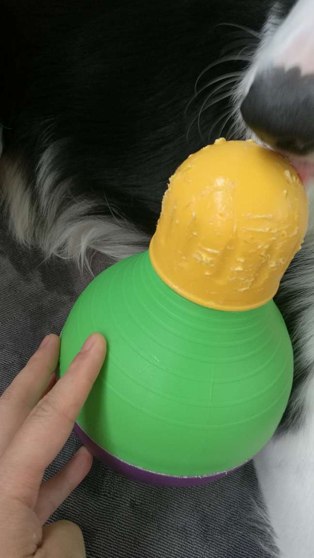 半岁边牧,十分钟不到就把盖子咬成这样了……还是橡胶材质的好啊