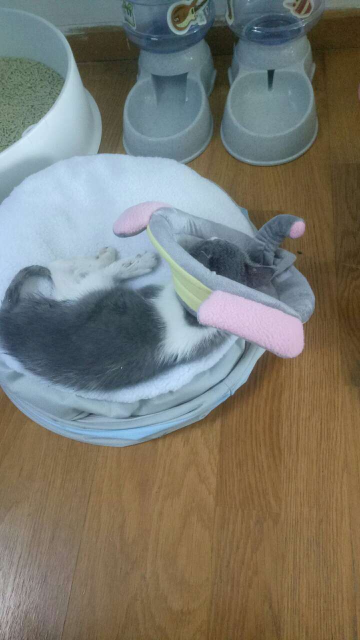 小猫儿戴着好像有点儿紧,我尽量给他送了一点儿。