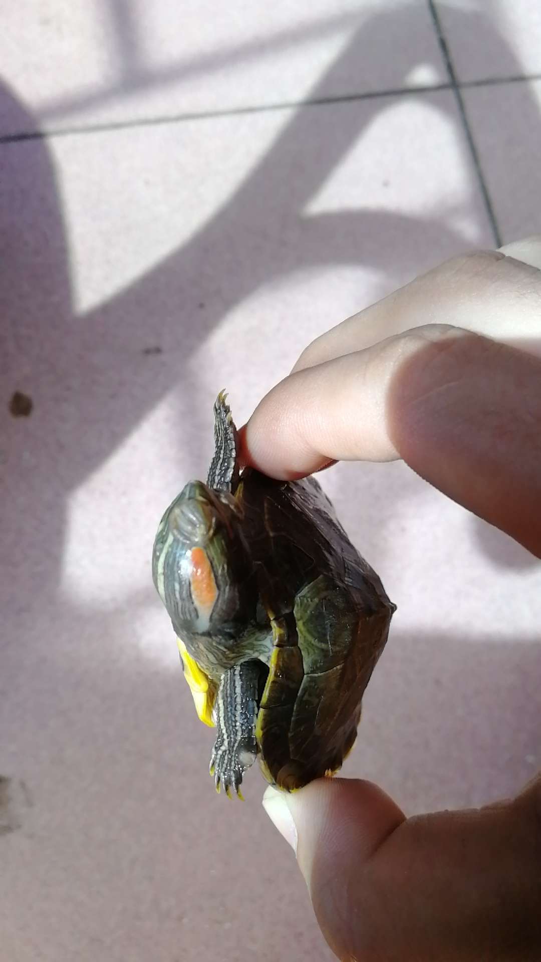虽然有一只乌龟眼睛有问题,但是还是给好评!我舍不得丢,昨晚收到货的,没注意看,一直没动他,不知道是不是昨晚上感染了。唉,好可怜