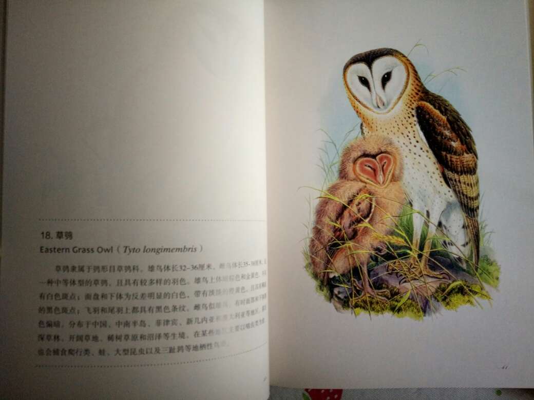 我是无意中看到这本书的太美了无论是封皮还是里面的内容和每幅手绘画美极了,每页一幅小鸟画美的冲击着你的眼眸。装订精致中国青年出版社出品,里面的纸张是米粉色的光滑细腻爱不释手。爱死你了这本书。