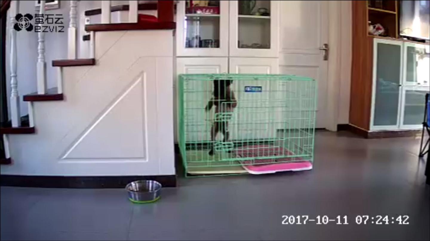 家里没人的时候,能监控狗狗,并可以根据它的表现调整我们的做法,太开心了。唯一不足的是,不在线时的录像不是很全,有些没录到。希望改进。