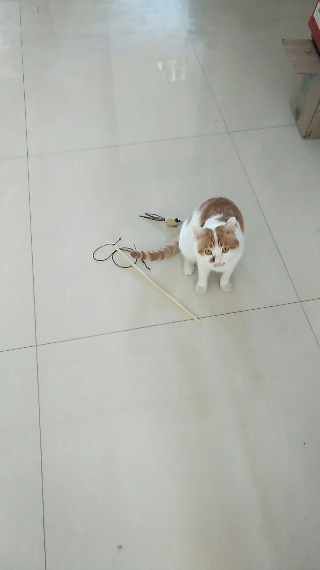 玩具不错,只是不耐,猫咪玩了一会就报销啦。