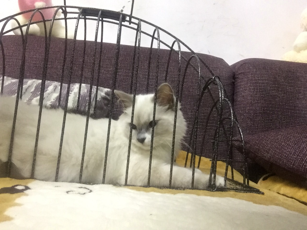 有这笼子太好了,在也不用担心给三猫洗完澡吹干时被抓伤了