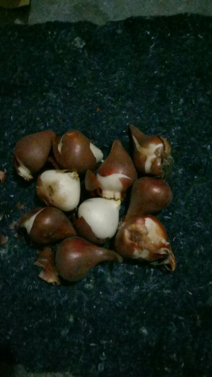 收到了,开花了再评