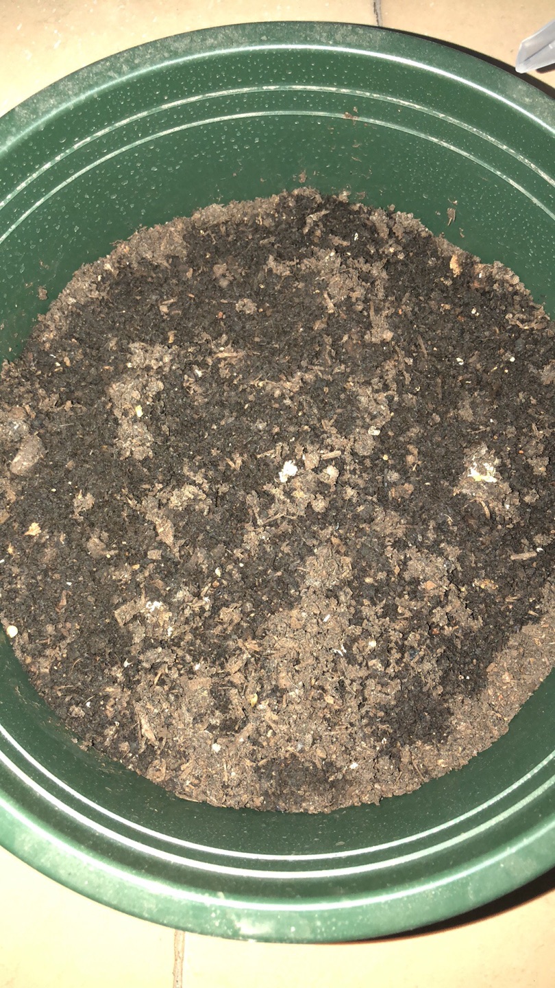 期待开花。。。。。。。。。
