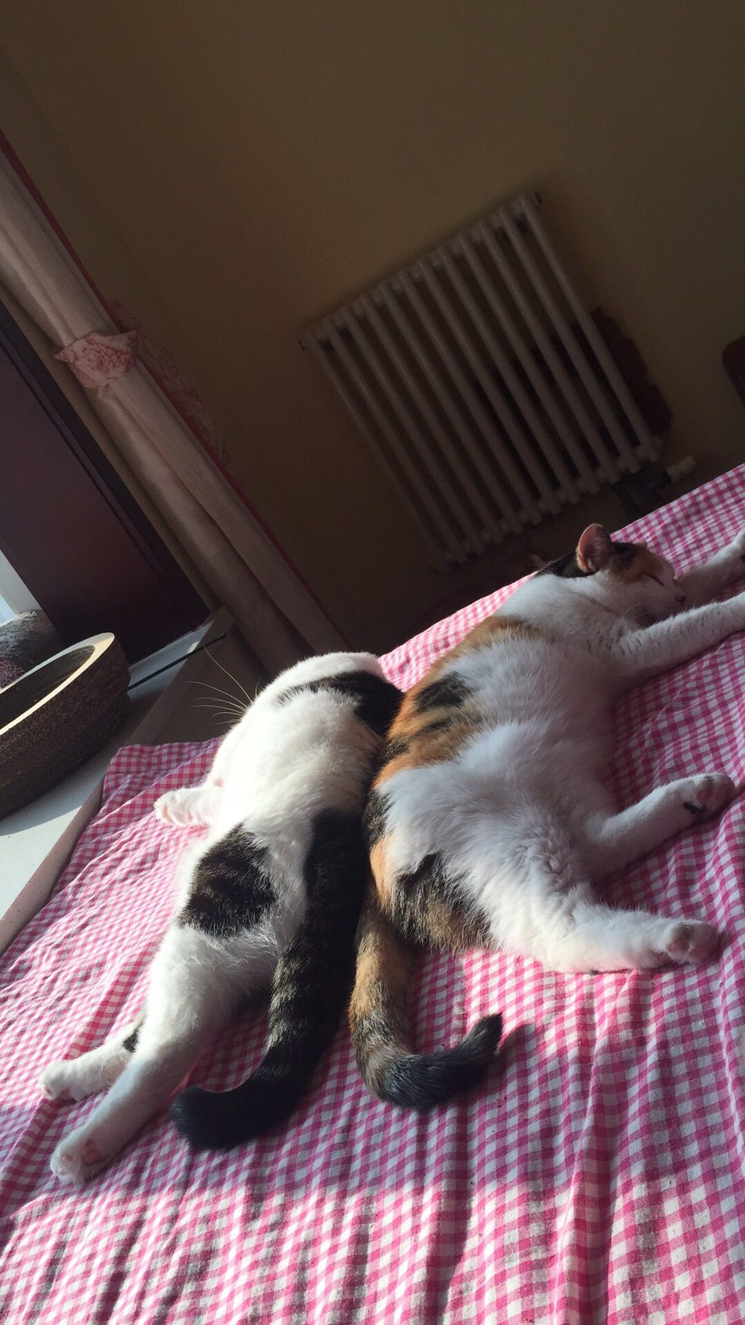 猫咪吃这个罐头