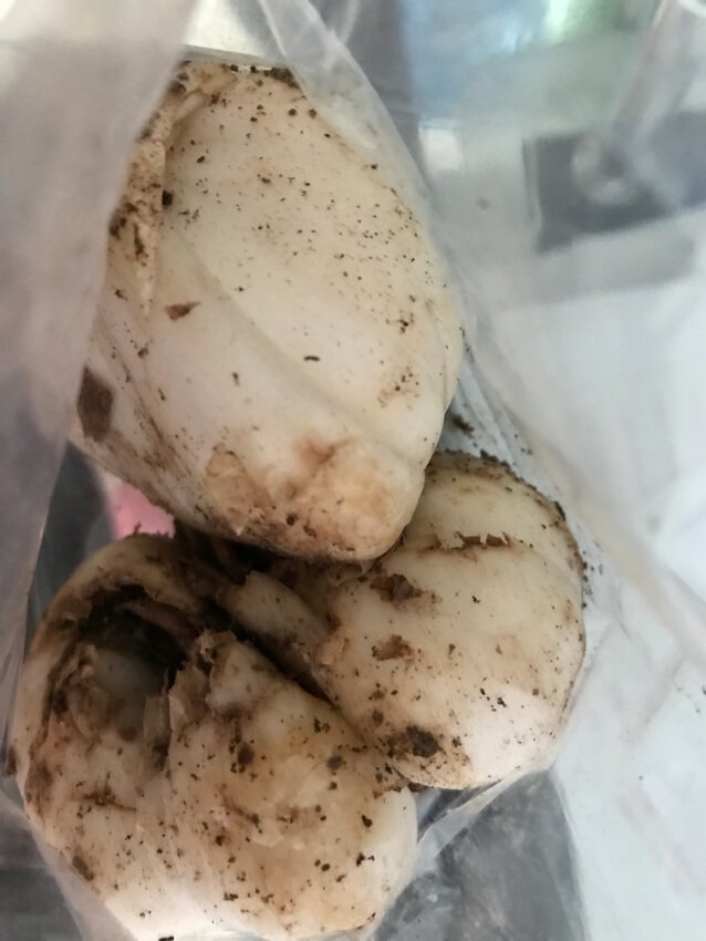 不鲜艳,客服已经