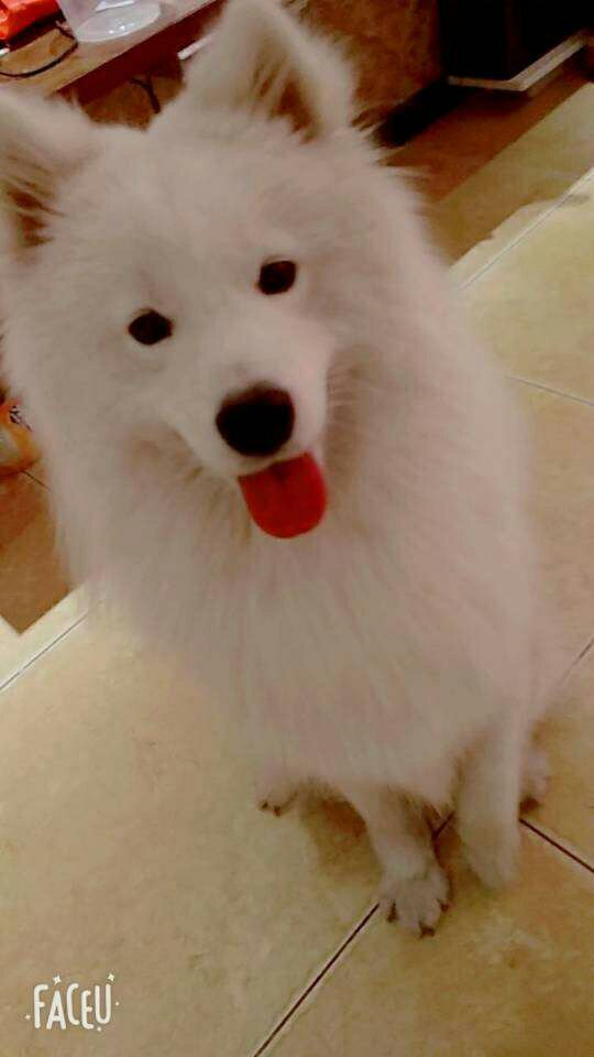 一直吃这个,还不错,嘿嘿,再吃几个月,就要换成犬粮了