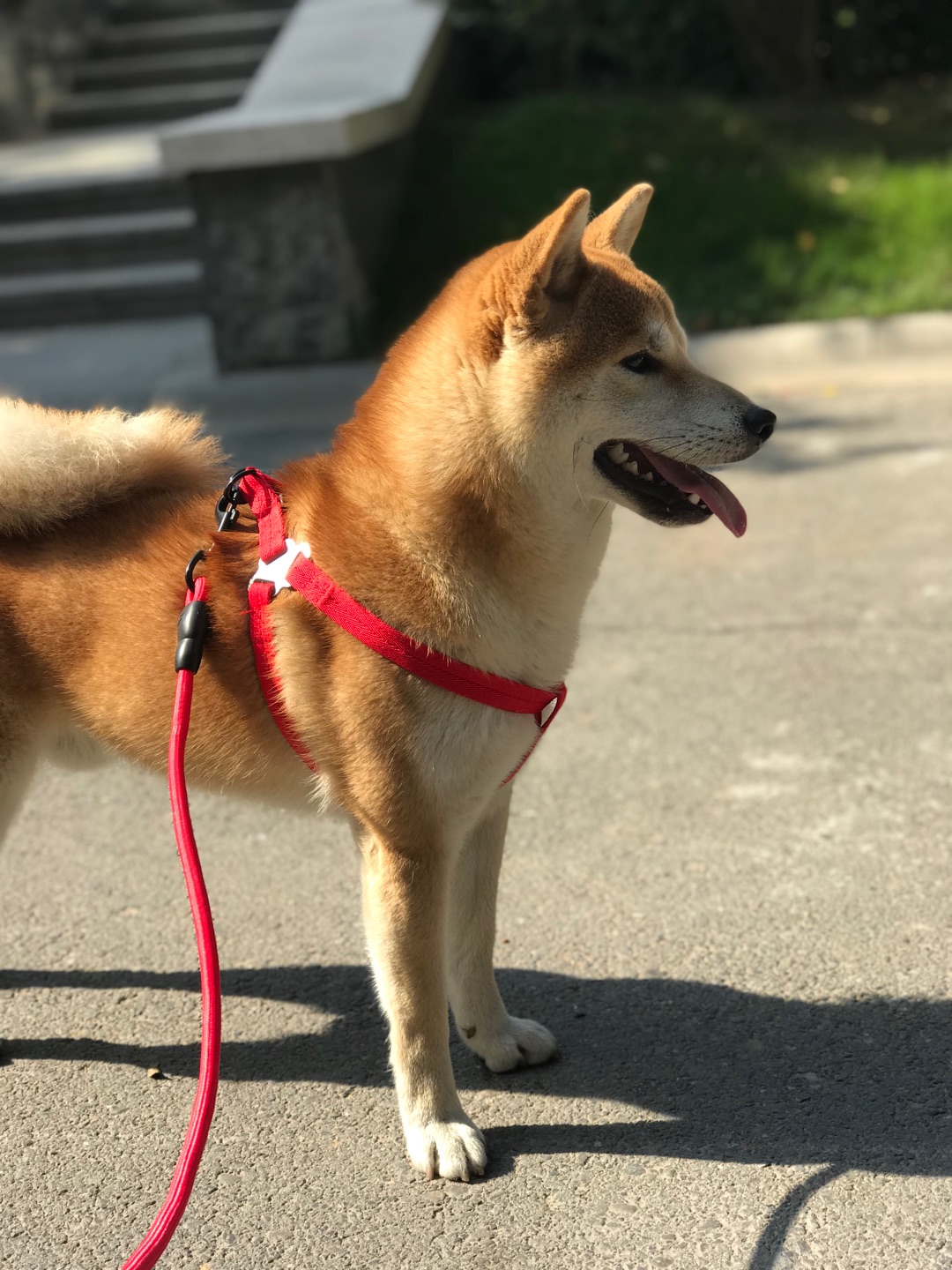 味道挺冲的,之前一直喂幼犬粮,现在按照说明换了成犬粮,小狗子没啥不良反应,食欲肠胃都没明显变化,应该是还可以啦!保质期到19年