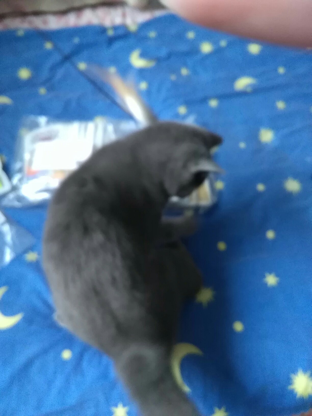 猫咪很喜欢玩,现在正咬上面的小老鼠呢,很不错,好值啊。