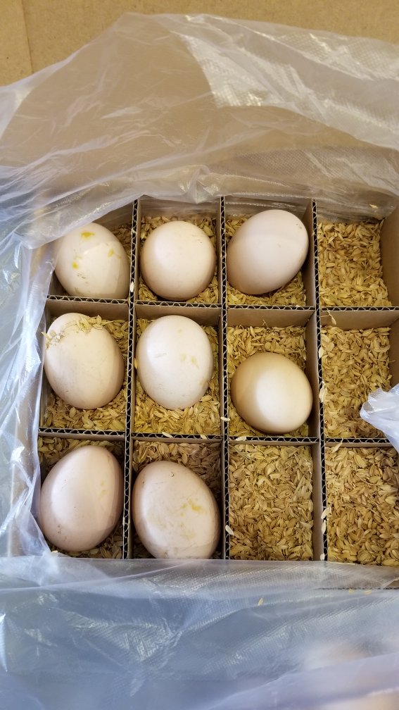 包装还可以但仍然破了一个。