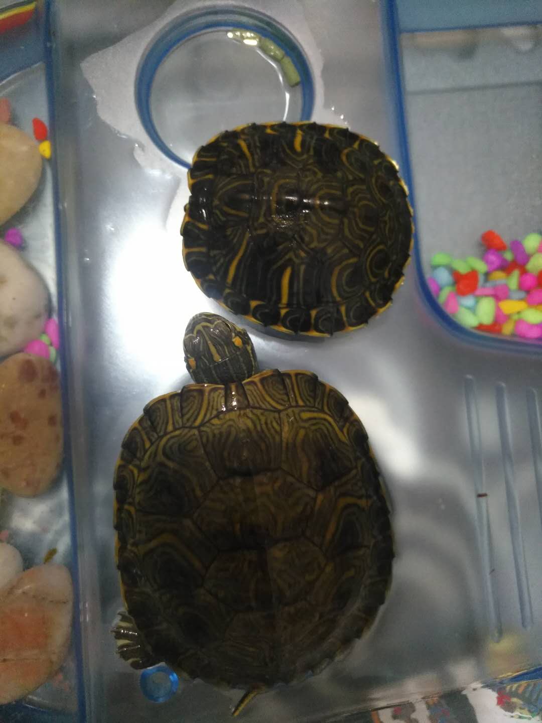一大一小,过分了吧