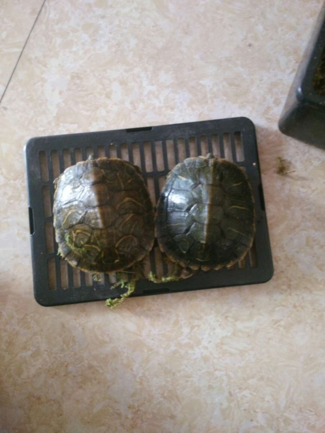 五天才到乌龟好像是死了全身冰凉