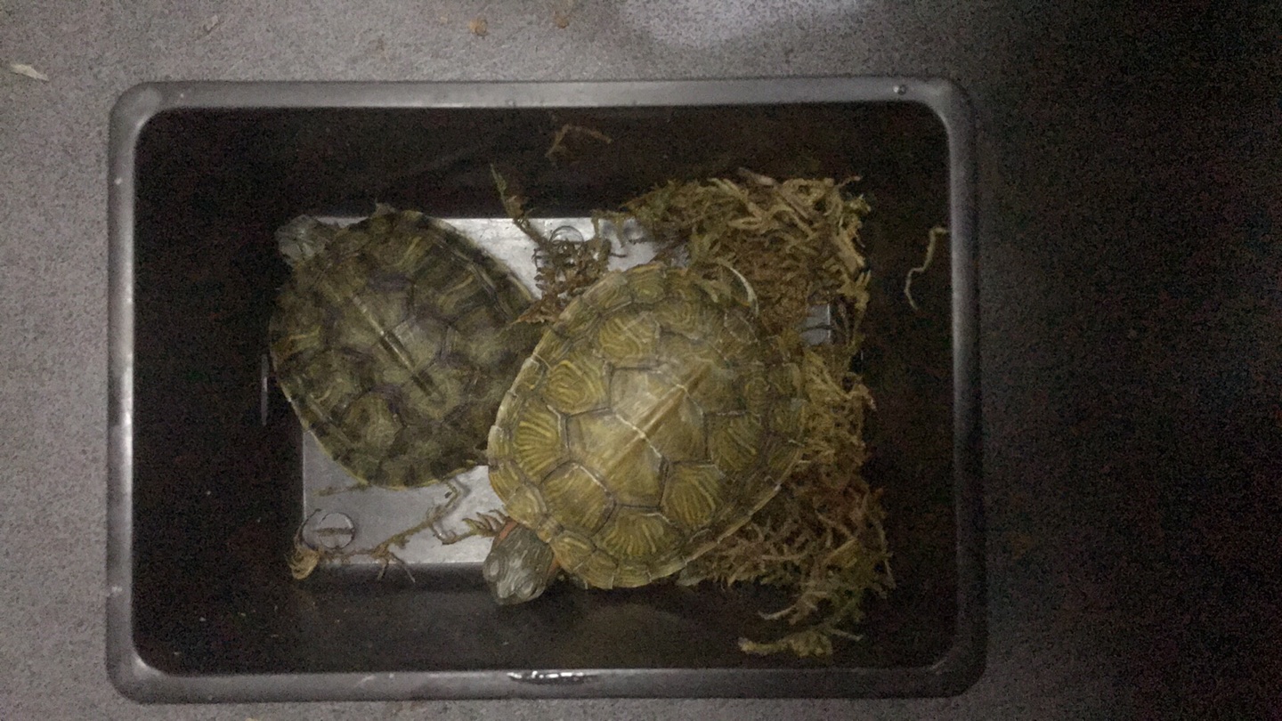 一个大一个小大的也没有7厘米小的也没有5厘米太坑了不能给五星