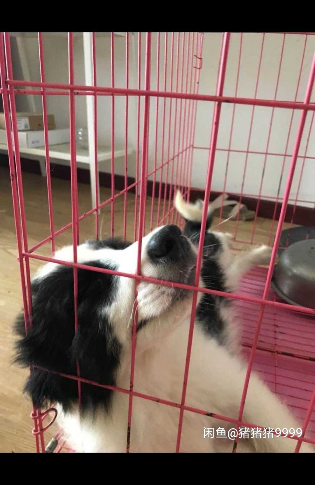 这个狗粮品牌之前没有吃过,不过这次我再跟我出来还挺好的,那盒月饼,嗯有一个小狗,你很帅,这个好像比之前好一点,如果好的话,如果有大袋子可以再买大袋子,的物流还是挺快的