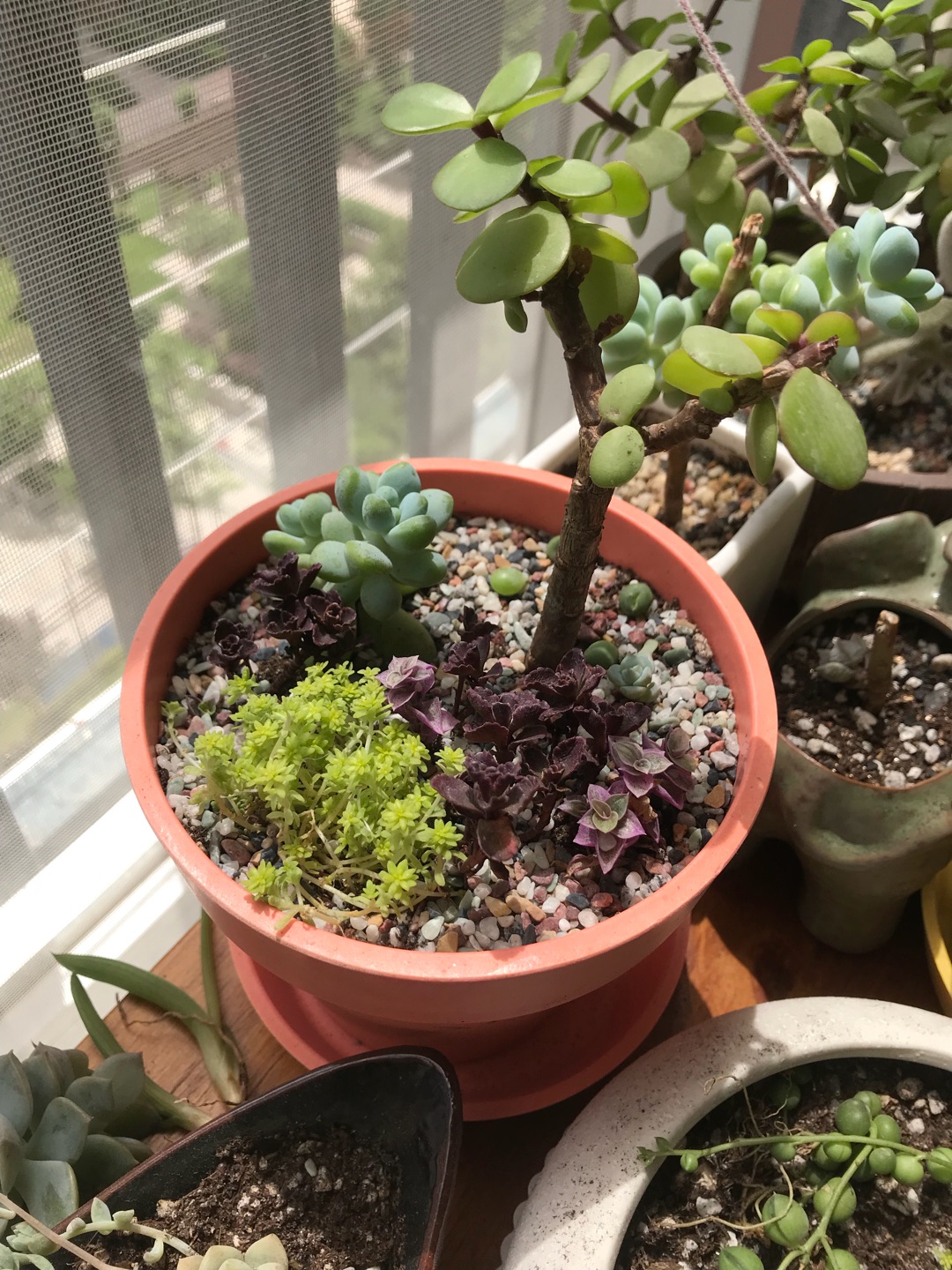 颜色很漂亮的花盆,这个尺寸适合放桌面,多肉老根也可以种植在里面!2个颜色都买了,真心喜欢!