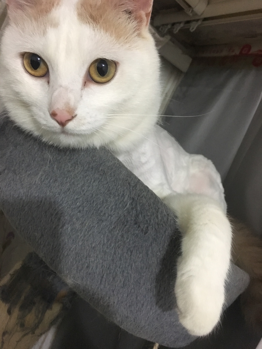很好用,这个价位非常合适啦,猫咪也不会反抗
