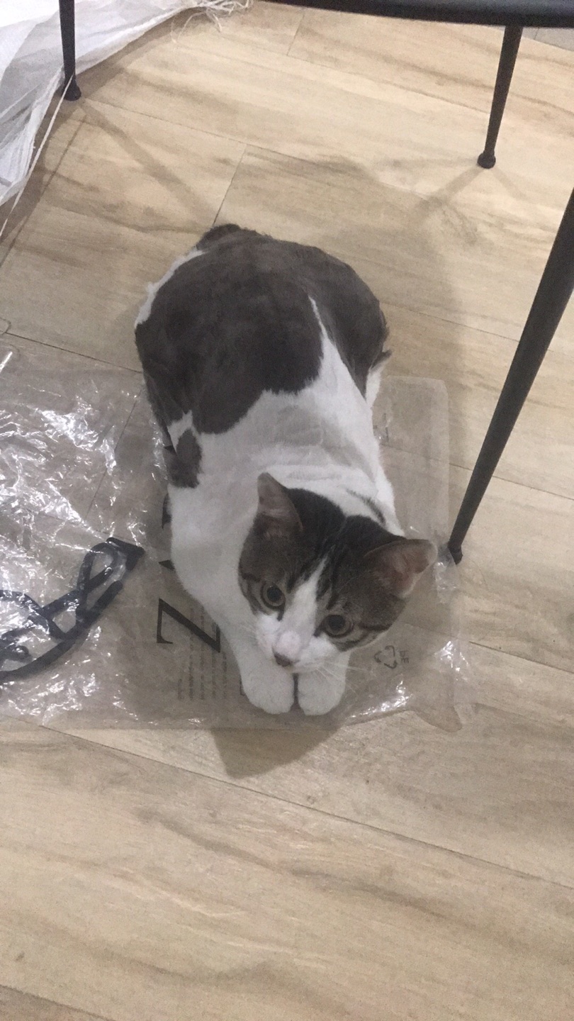 嗯~我家猫不乖,只能每天剃一点,东西不错好上手
