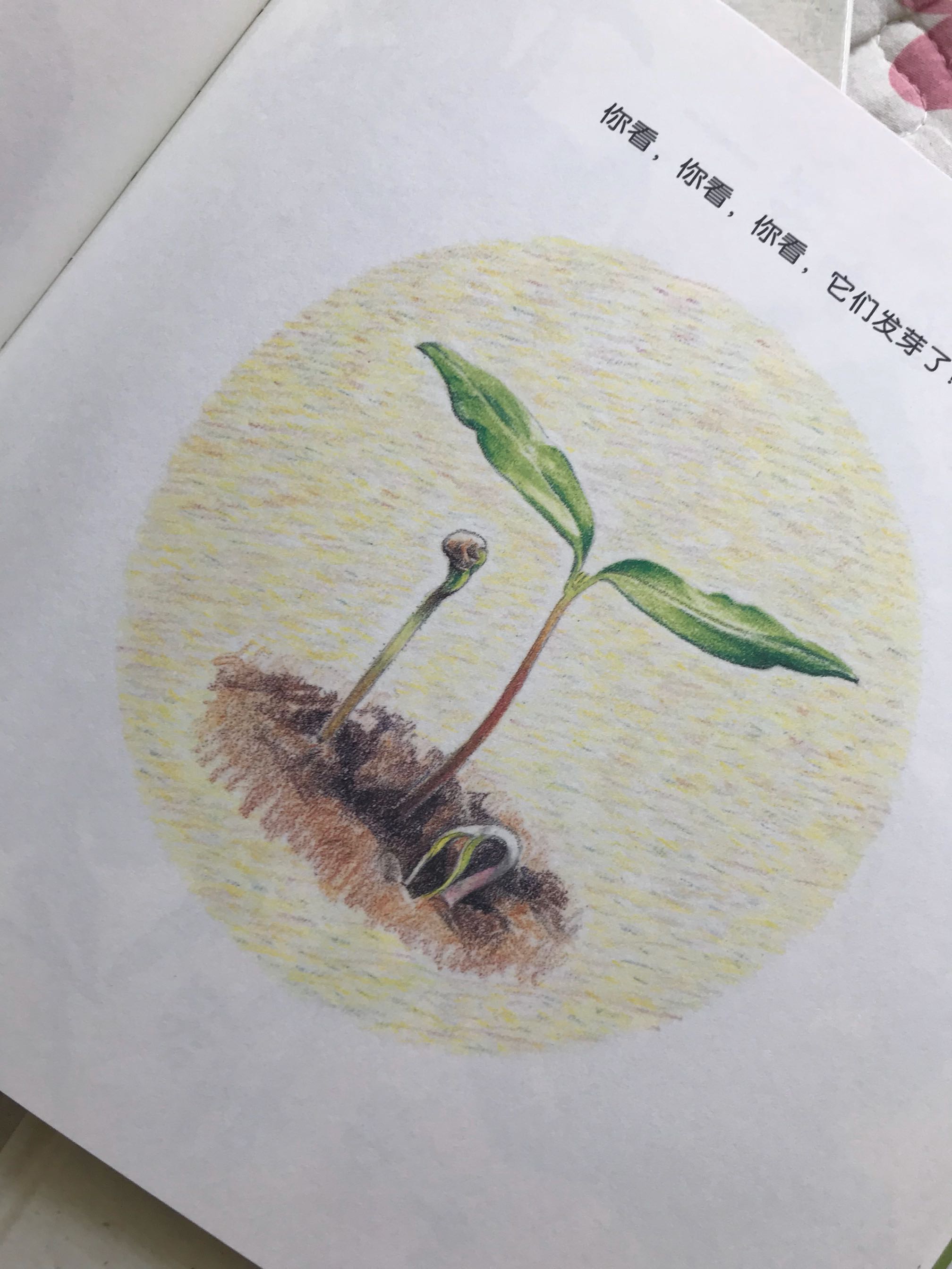 娃三岁半,不爱吃菜最近,抓紧入了这套书,城市里很少见到蔬菜怎么长成的,这本书画风也不错,喜欢读几遍娃能爱吃点蔬菜,顺便科普下蔬菜知识,就完美了…