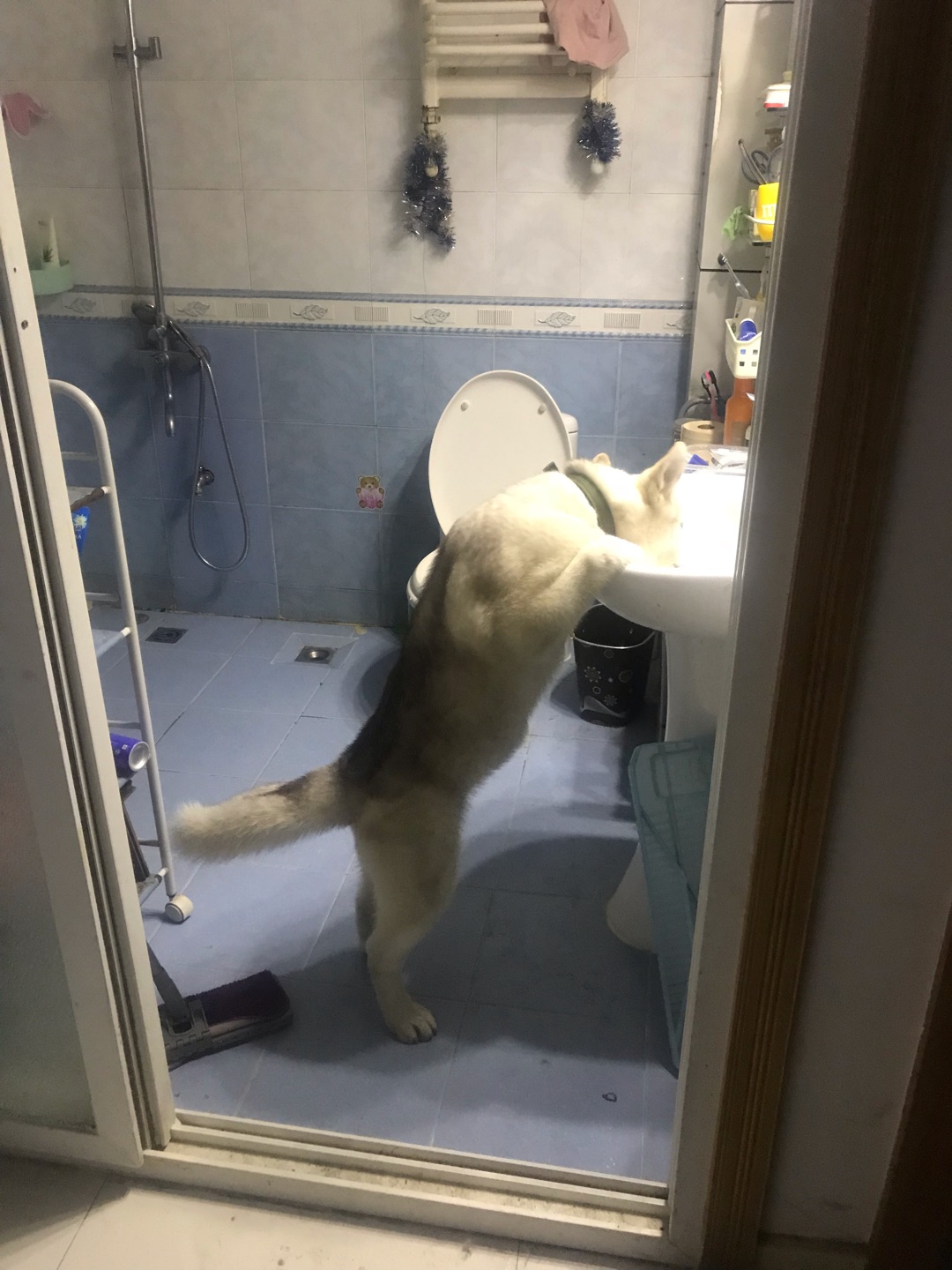 小狗子吓了一跳哈哈哈风力很大