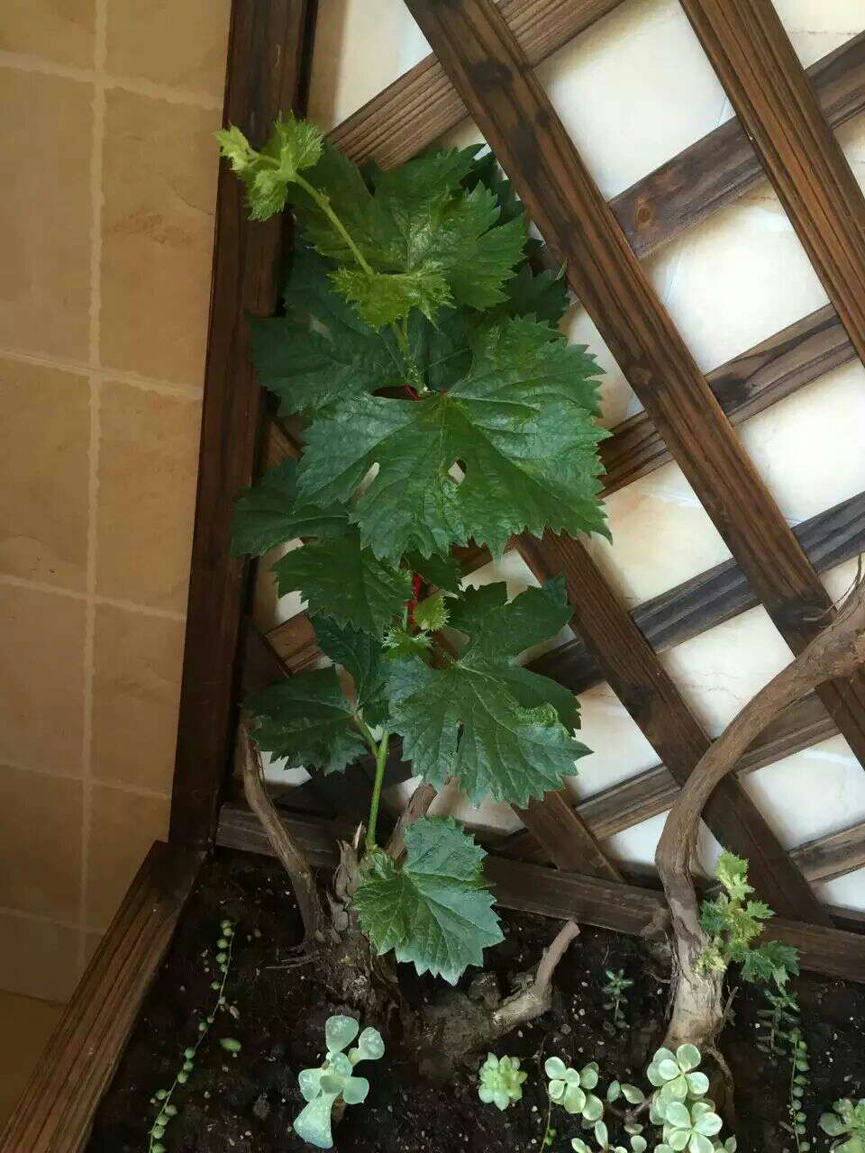 已收到货,还可以的。