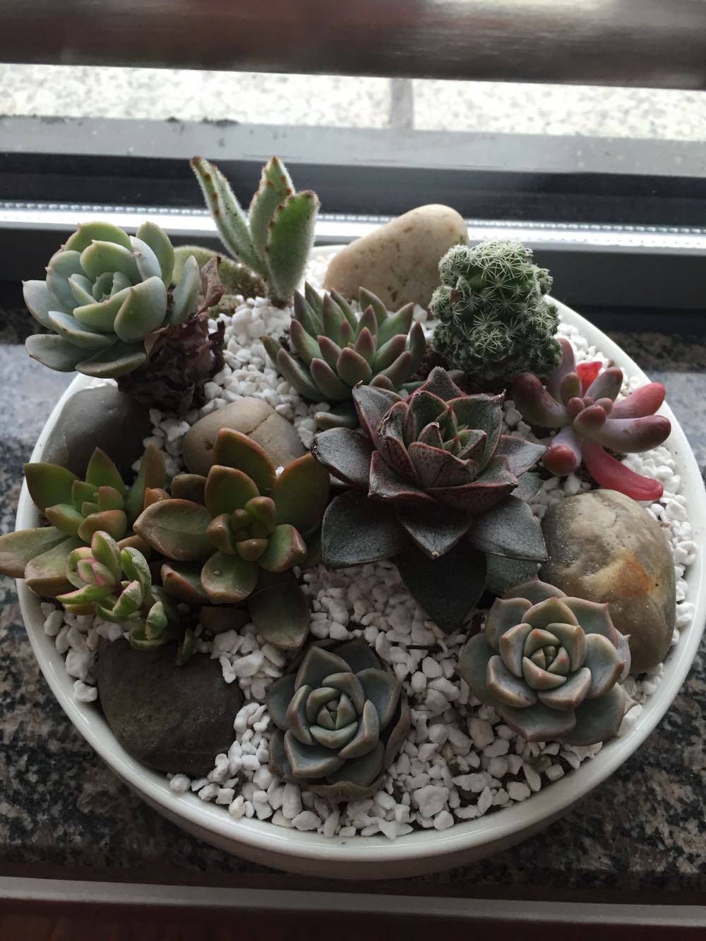 页面上说是带盆栽好发货,结果买了两盆都是需要自己种,按照这个价格,时间成本高了些。肉肉很小,不如单买,目前还都活着。