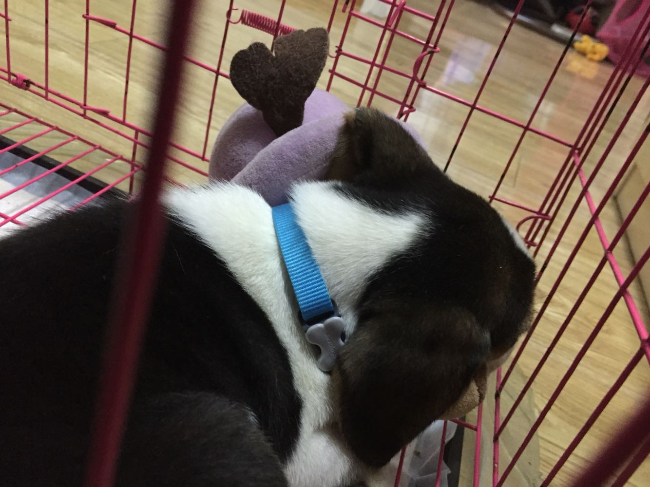 不错大小合适狗狗带着舒服