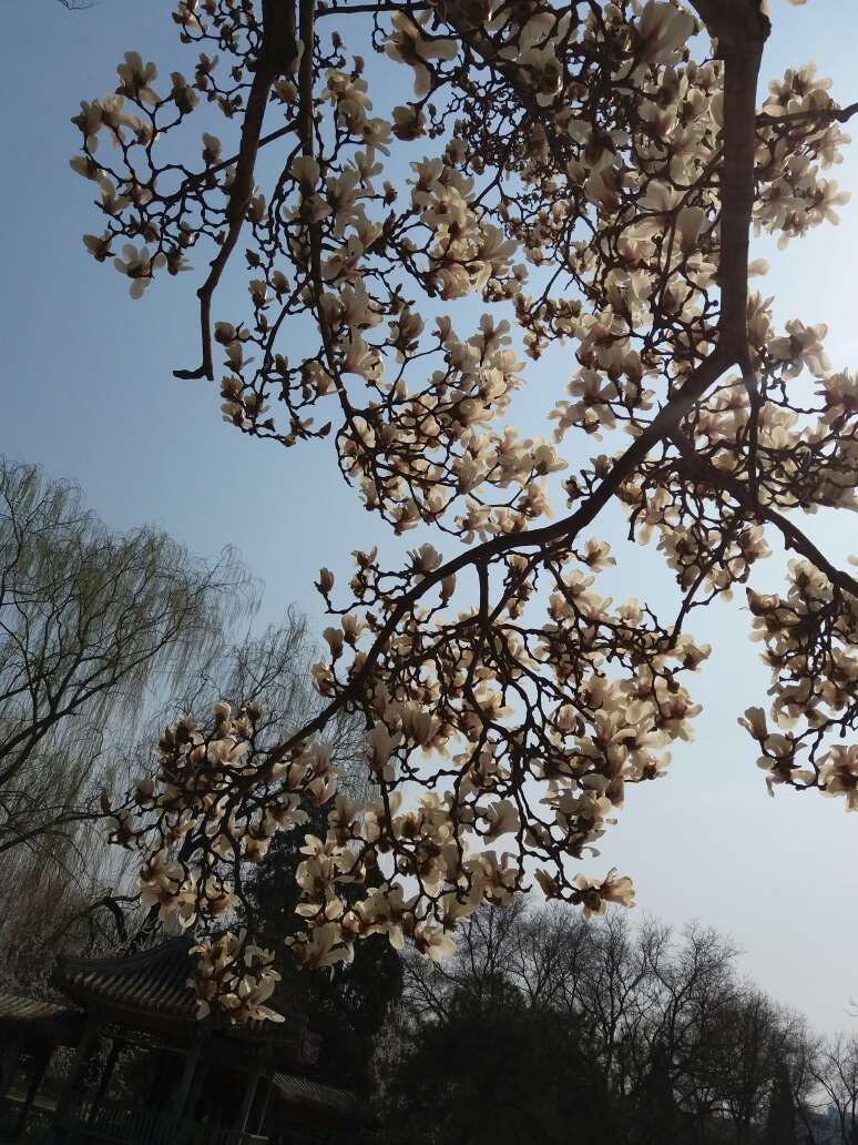嗯,应该不是纯棉的,但是穿上去效果还可以