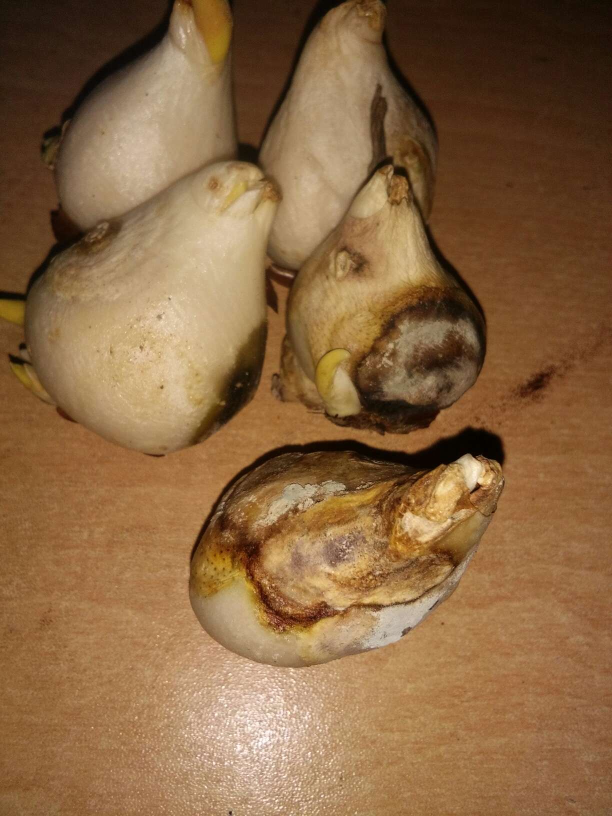 种球有两个以坏了,不知道会不会发芽