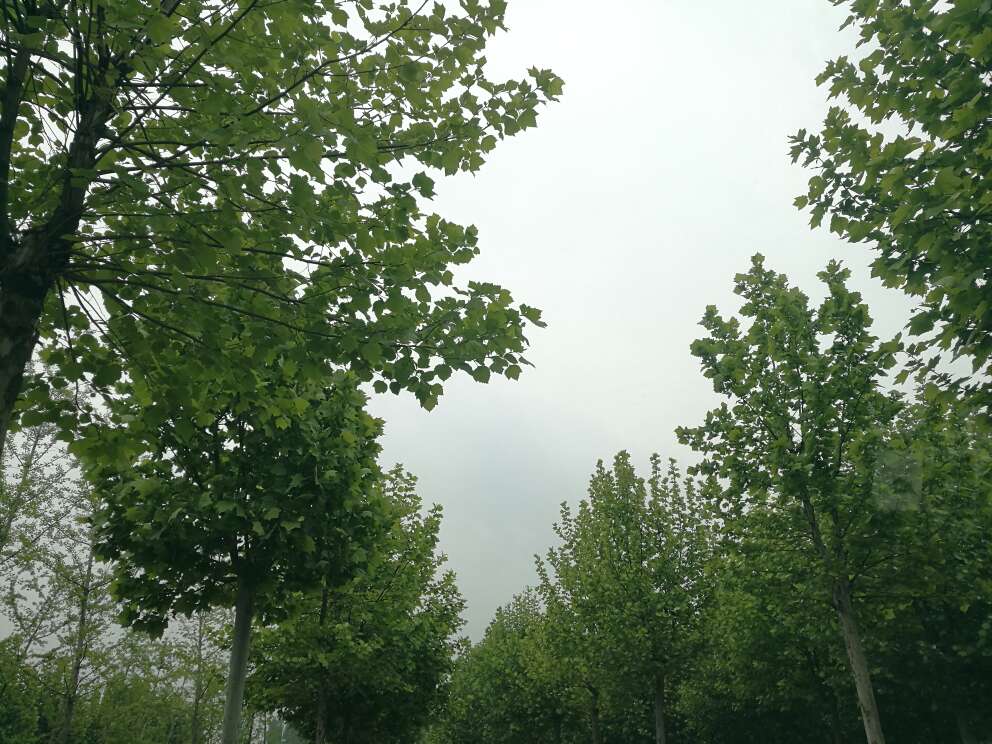 07款三箱福克斯1.8排量,完美安装。正好下雨,试了一下,效果很好,很满意。