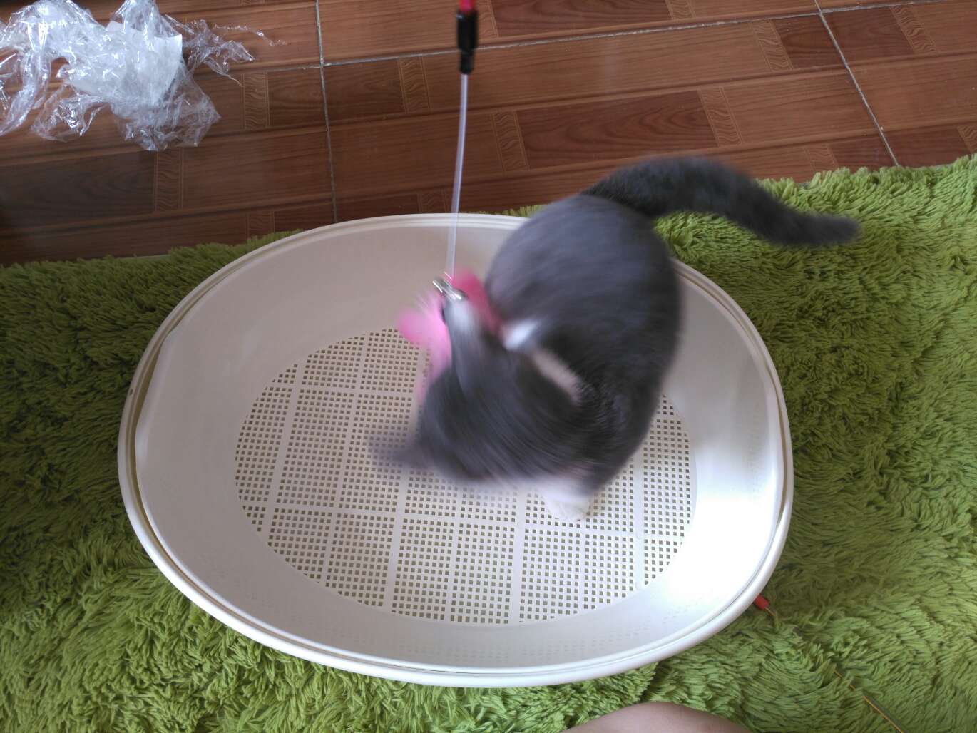 感觉还不错,猫咪很喜欢