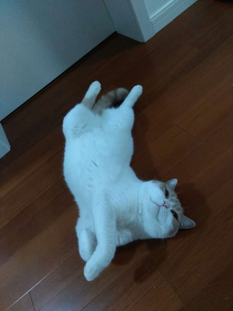 东西不错,小猫很喜欢。送货速度也很快。