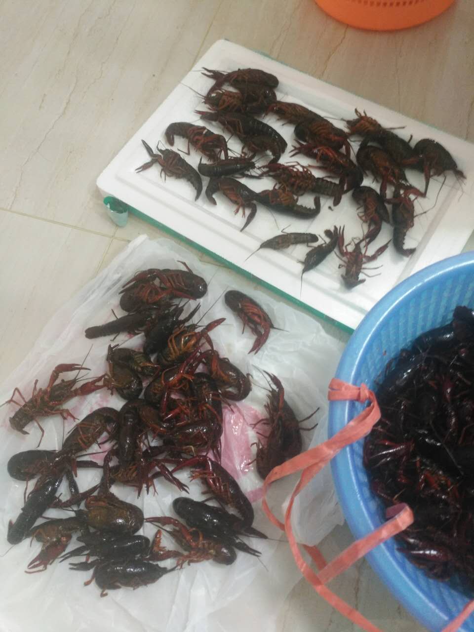 这也是清水小龙虾?死了那么多我不说了个小我也不说了腹部黑乎乎的,是清水小龙虾?