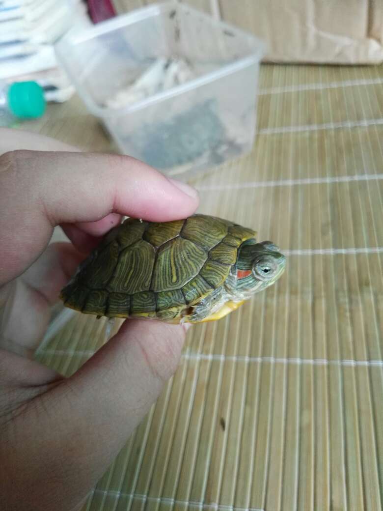特别小就算了,包装盒是破的,其中一只都死了,眼睛都是肿的,我也不退换了,麻烦,差评!!!