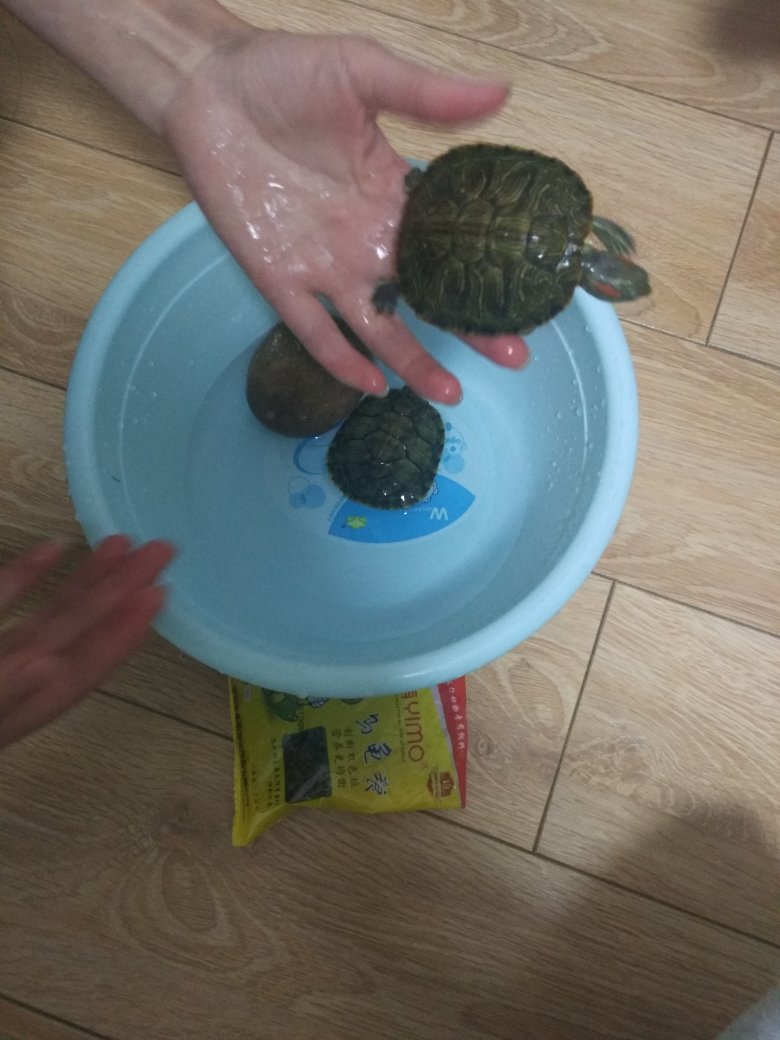 很大,很活灵