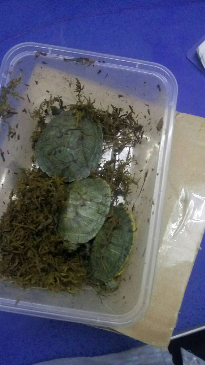 很喜欢,就是物流有点慢,还有就是没龟粮,也给好评吧
