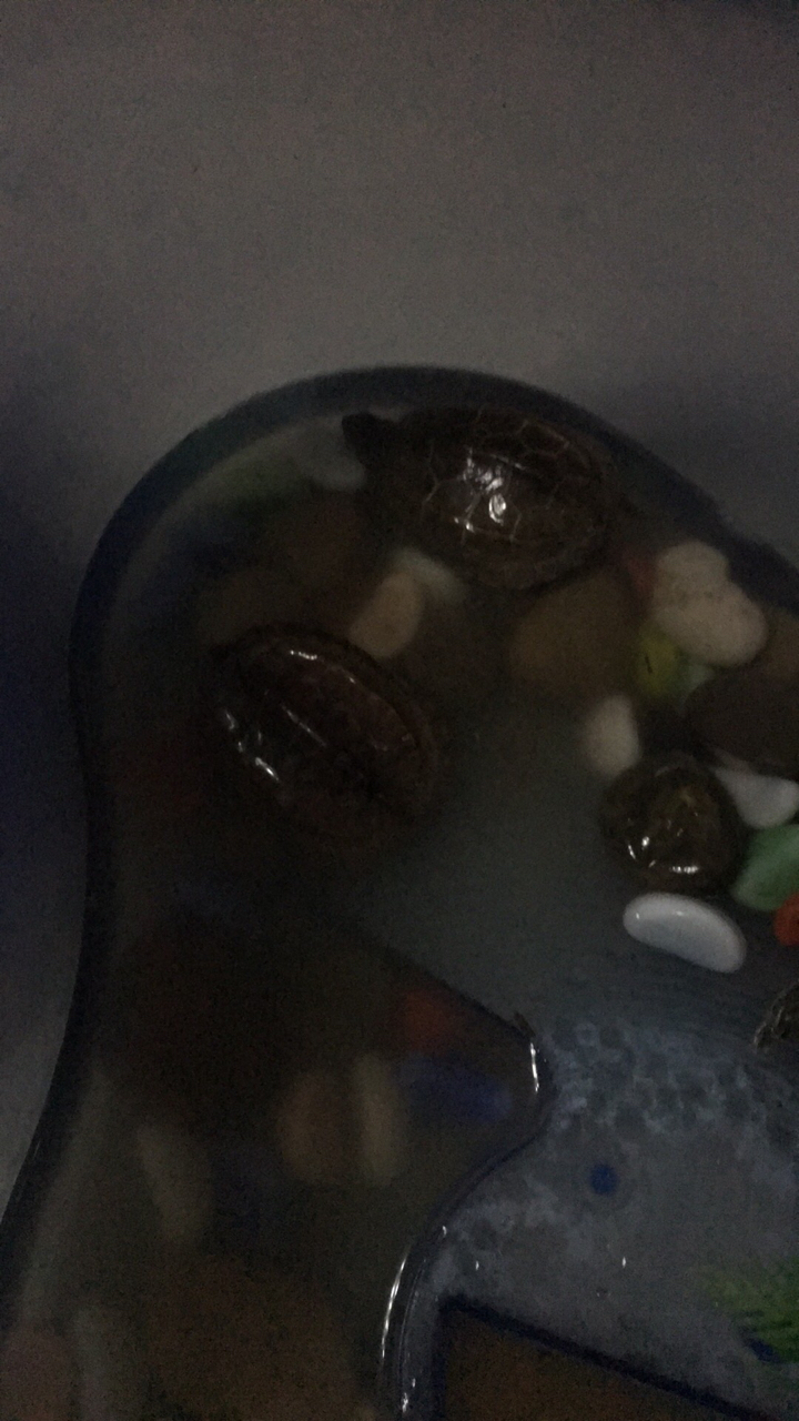 比想象中小很多哦,收到第一天,不知道能不能养活,过一段时间再追评价。