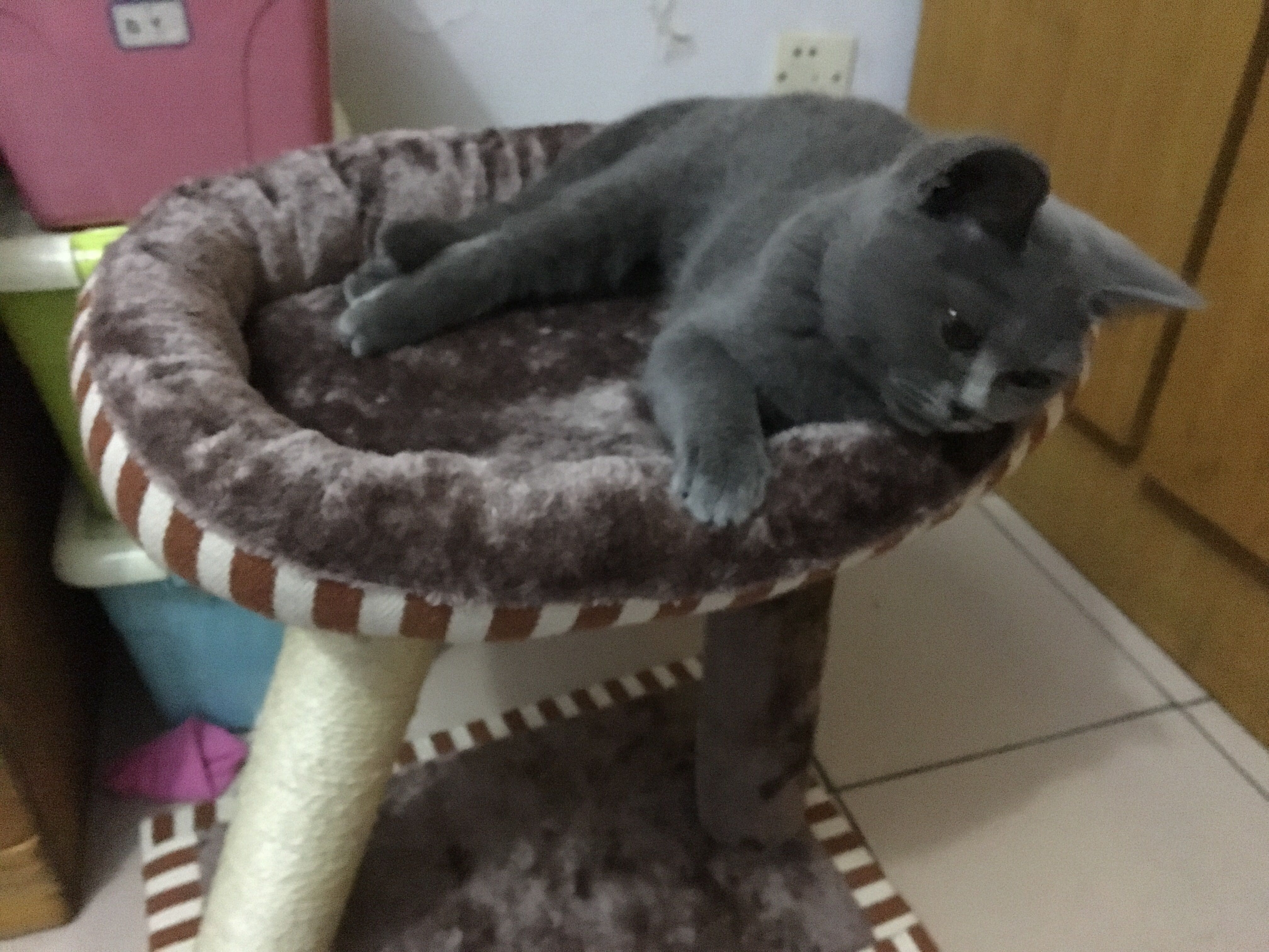 质量超级好,可以做猫窝和抓板,猫咪很快就适应了,天天趴里面睡觉,做活动很划算