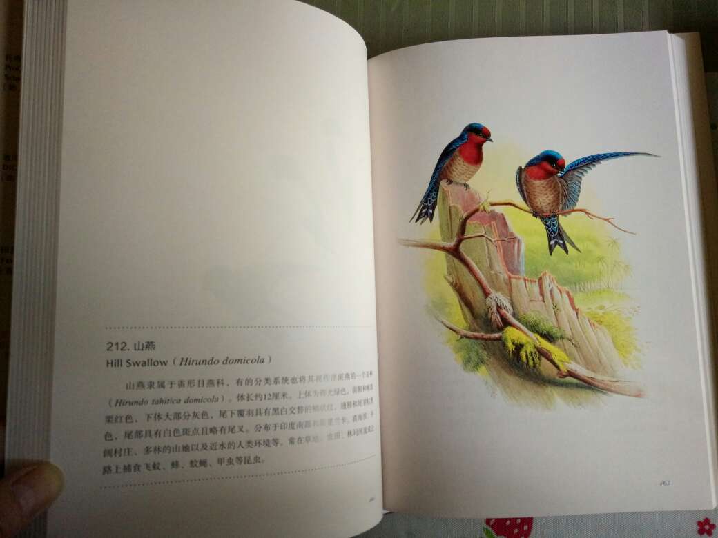 我是无意中看到这本书的太美了无论是封皮还是里面的内容和每幅手绘画美极了,每页一幅小鸟画美的冲击着你的眼眸。装订精致中国青年出版社出品,里面的纸张是米粉色的光滑细腻爱不释手。爱死你了这本书。