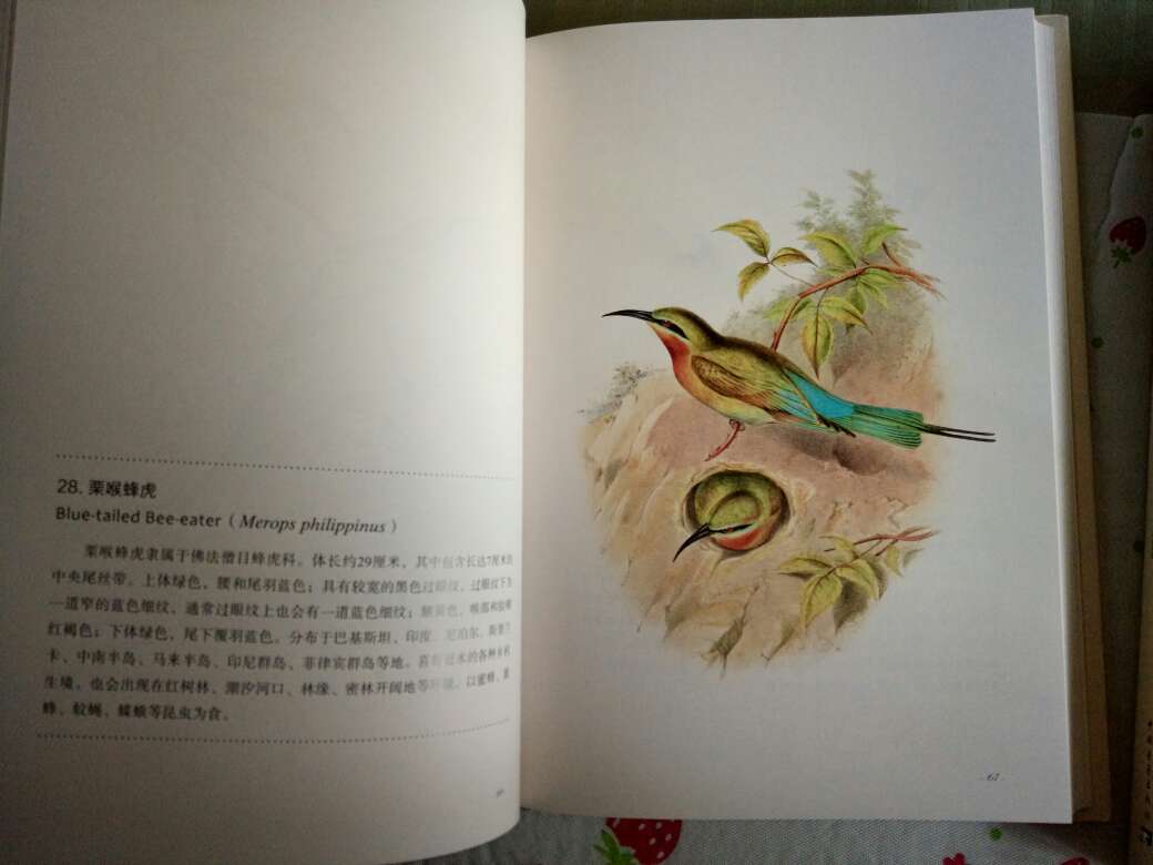 我是无意中看到这本书的太美了无论是封皮还是里面的内容和每幅手绘画美极了,每页一幅小鸟画美的冲击着你的眼眸。装订精致中国青年出版社出品,里面的纸张是米粉色的光滑细腻爱不释手。爱死你了这本书。