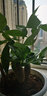 孫凱（SUNKAI）發(fā)財樹(shù)苗盆栽辮子獨桿小盆景金錢(qián)樹(shù)發(fā)財樹(shù)盆栽辦公客廳室內植物 曬單實(shí)拍圖