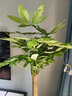 臨雅發(fā)財樹盆栽大型綠植物辦公室內客廳擺件大棵步步高招財樹喬遷開業(yè) 獨桿發(fā)財樹0.9-1.0米 【福字盆】+專用土+彩帶+肥 曬單實拍圖