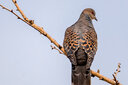 騰龍（Tamron）150-500mm鏡頭全畫幅長焦遠射風景人像打鳥微單鏡頭150500 尼康Z卡口 官方標配【送騰龍原裝UV+高檔清潔套裝】 曬單實拍圖